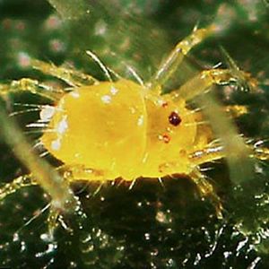 uploads/images/pest/chilli mite.jpg